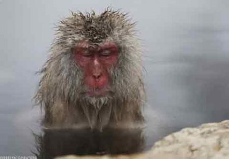 اخبار,اخبار گوناگون,میمونهای برفی در ژاپن