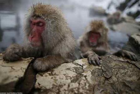 اخبار,اخبار گوناگون,میمونهای برفی در ژاپن اخبار,اخبار گوناگون,میمونهای برفی در ژاپن
