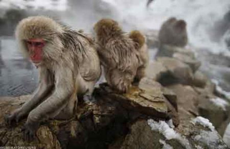 اخبار,اخبار گوناگون,میمونهای برفی در ژاپن اخبار,اخبار گوناگون,میمونهای برفی در ژاپن