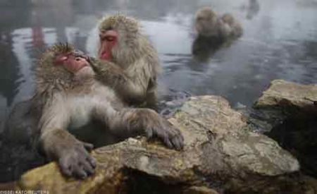 اخبار,اخبار گوناگون,میمونهای برفی در ژاپن اخبار,اخبار گوناگون,میمونهای برفی در ژاپن