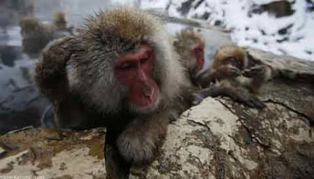اخبار,اخبار گوناگون,میمونهای برفی در ژاپن اخبار,اخبار گوناگون,میمونهای برفی در ژاپن