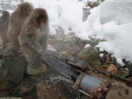 اخبار,اخبار گوناگون,میمونهای برفی در ژاپن اخبار,اخبار گوناگون,میمونهای برفی در ژاپن
