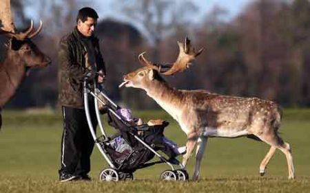 اخبار,اخبارگوناگون,گوزنی که غذای کودکی را به سرقت برد اخبار,اخبارگوناگون,گوزنی که غذای کودکی را به سرقت برد