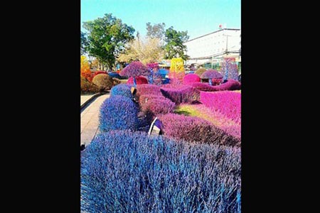 اخبار,اخبار گوناگون,دانشگاهی با درختان مشهور