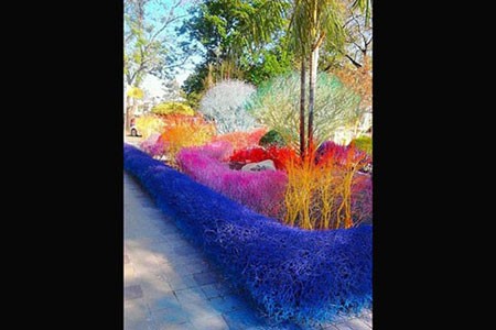 اخبار,اخبار گوناگون,دانشگاهی با درختان مشهور