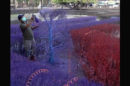 اخبار,اخبار گوناگون,دانشگاهی با درختان مشهور