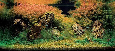 اخبار,اخبار گوناگون,آکواریوم های بی‌نظیری