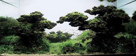 اخبار,اخبار گوناگون,آکواریوم های بی‌نظیری