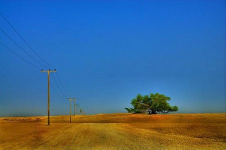 اخبار,اخبار گوناگون,درخت زندگی بحرین