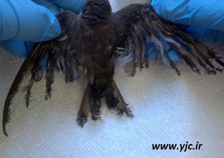 اخبار,اخبار گوناگون,مزرعه ای که پرنده‌ها را می سوزاند