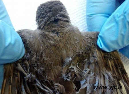 اخبار,اخبار گوناگون,مزرعه ای که پرنده‌ها را می سوزاند