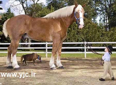 اخبار,اخبار گوناگون,عجایب دنیا