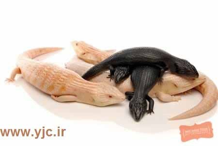 اخبار,اخبار گوناگون,عجایب دنیا