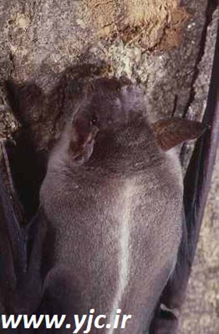 اخبار,اخبار گوناگون, 6 موجود جالب در جنگل های آمازون 