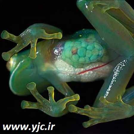 اخبار,اخبار گوناگون, 6 موجود جالب در جنگل های آمازون 