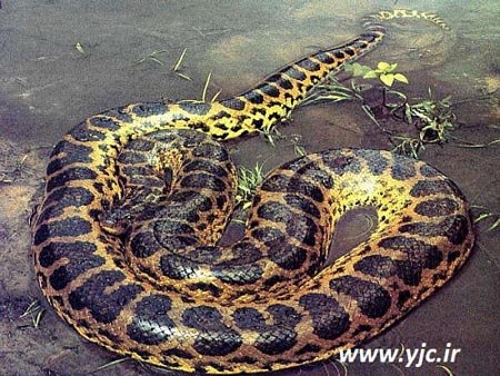 اخبار,اخبار گوناگون, 6 موجود جالب در جنگل های آمازون 