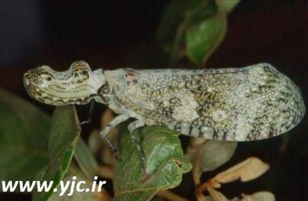 اخبار,اخبار گوناگون, 6 موجود جالب در جنگل های آمازون 