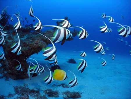 اخبار,اخبار گوناگون,موریس,جزيره رويايی موريس 