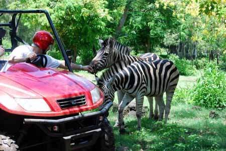 اخبار,اخبار گوناگون,موریس,جزيره رويايی موريس 