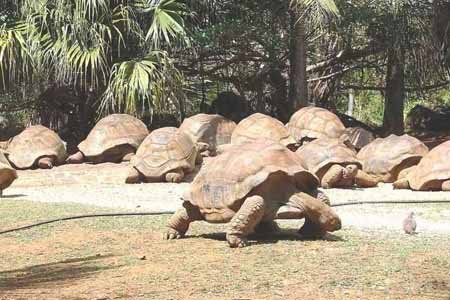 اخبار,اخبار گوناگون,موریس,جزيره رويايی موريس 