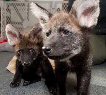 اخبار,اخبار گوناگون,موجودات عجیبی که تا کنون ندیده اید