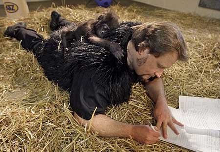 اخبار,اخبار گوناگون,جشن تولد بچه گوریل,عکس های تولد گوریل اخبار,اخبار گوناگون,جشن تولد بچه گوریل,عکس های تولد گوریل