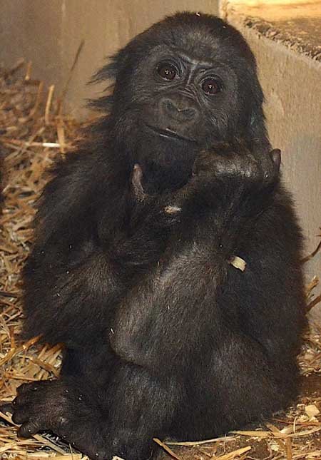 اخبار,اخبار گوناگون,جشن تولد بچه گوریل,عکس های تولد گوریل اخبار,اخبار گوناگون,جشن تولد بچه گوریل,عکس های تولد گوریل