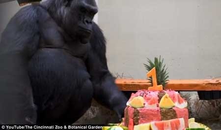 اخبار,اخبار گوناگون,جشن تولد بچه گوریل,عکس های تولد گوریل اخبار,اخبار گوناگون,جشن تولد بچه گوریل,عکس های تولد گوریل