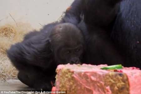 اخبار,اخبار گوناگون,جشن تولد بچه گوریل,عکس های تولد گوریل اخبار,اخبار گوناگون,جشن تولد بچه گوریل,عکس های تولد گوریل