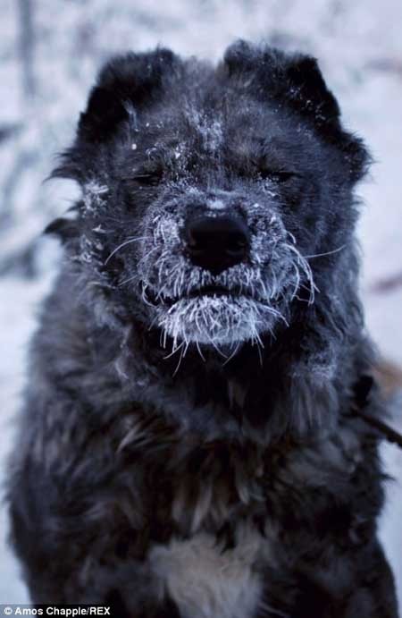 اخبار,اخبار گوناگون,سردترین شهر زمین,تصاویر شهر یاکوتسک اخبار,اخبار گوناگون,سردترین شهر زمین,تصاویر شهر یاکوتسک