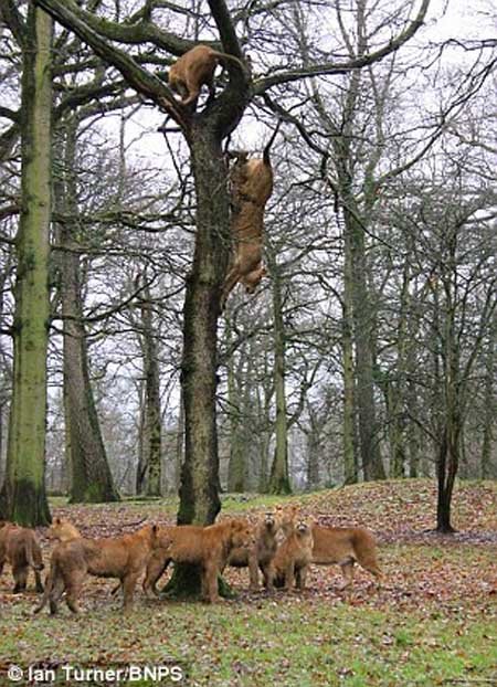 اخبار,اخبار گوناگون,تصاویر پرش شیرها ار روی درخت,پرش 10 متری شیرها