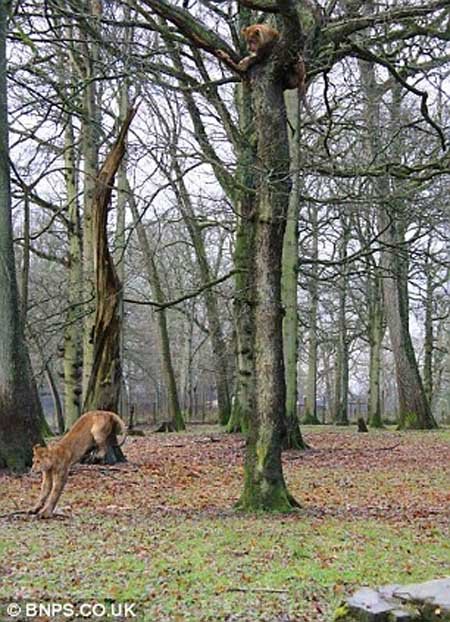 اخبار,اخبار گوناگون,تصاویر پرش شیرها ار روی درخت,پرش 10 متری شیرها