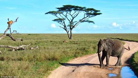 اخبار,اخبار گوناگون,تصاویری از شیر ترسو,ترس شیر از فیل