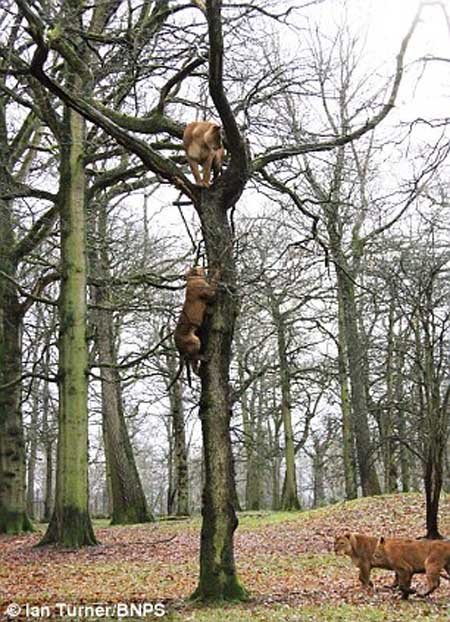 اخبار,اخبار گوناگون,تصاویر پرش شیرها ار روی درخت,پرش 10 متری شیرها