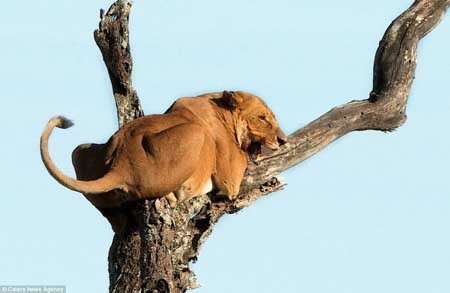 اخبار,اخبار گوناگون,تصاویری از شیر ترسو,ترس شیر از فیل