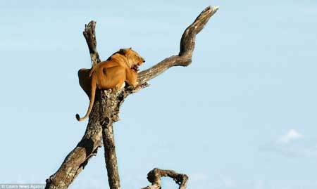 اخبار,اخبار گوناگون,تصاویری از شیر ترسو,ترس شیر از فیل