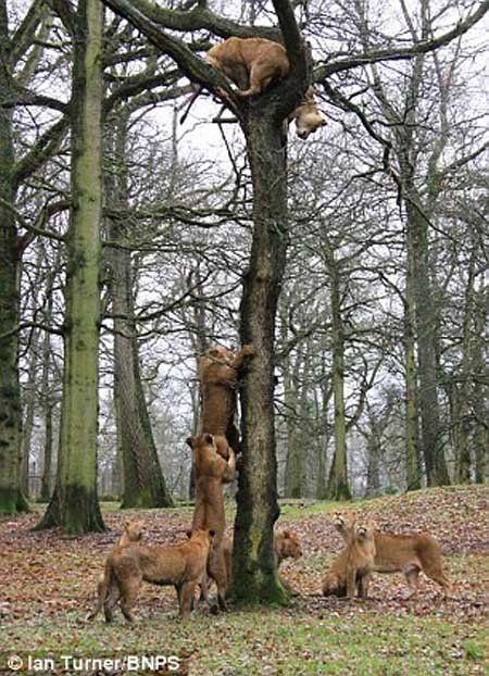 اخبار,اخبار گوناگون,تصاویر پرش شیرها ار روی درخت,پرش 10 متری شیرها