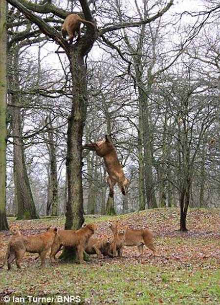 اخبار,اخبار گوناگون,تصاویر پرش شیرها ار روی درخت,پرش 10 متری شیرها