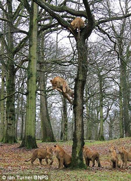 اخبار,اخبار گوناگون,تصاویر پرش شیرها ار روی درخت,پرش 10 متری شیرها