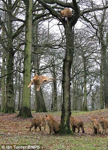 اخبار,اخبار گوناگون,تصاویر پرش شیرها ار روی درخت,پرش 10 متری شیرها