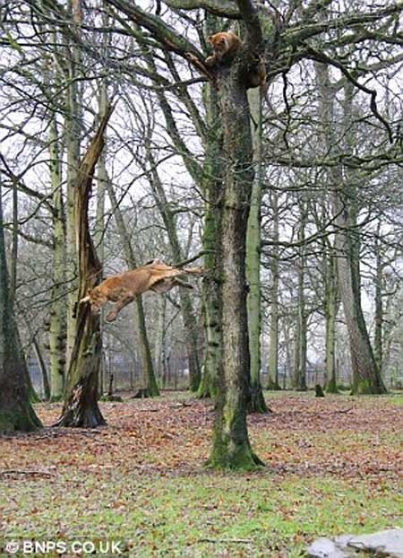 اخبار,اخبار گوناگون,تصاویر پرش شیرها ار روی درخت,پرش 10 متری شیرها