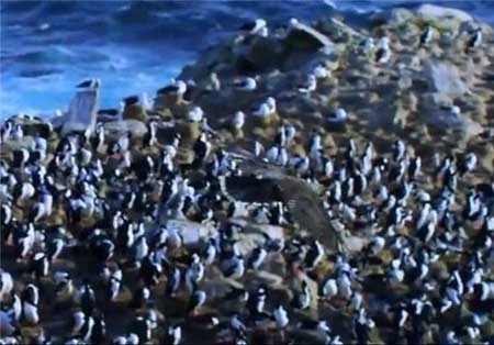 اخبار,اخبار گوناگون,تصاویری از دزدیده شدن از دوربین بی بی سی,دزدیده شدن دوربین توسط پنگوئن