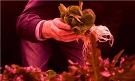 اخبار,اخبارگوناگون,مزرعه زیرزمینی جهان