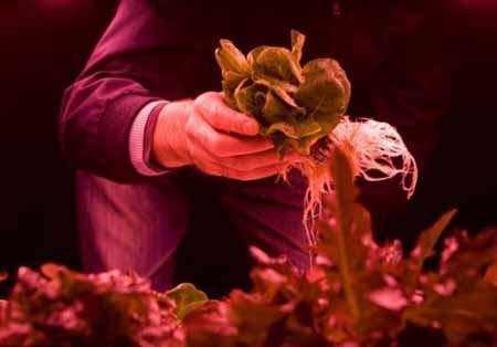 اخبار,اخبارگوناگون,مزرعه زیرزمینی جهان