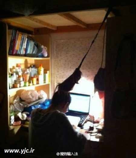 اخبار , اخبار گوناگون , درس خواندن