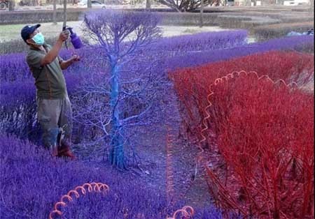 اخبار , اخبار گوناگون , دانشگاه زیبا 