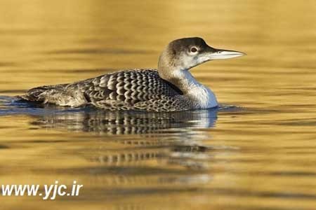 اخبار , اخبار گوناگون , خطرناکترین پرنده دنیا