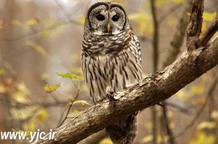 اخبار , اخبار گوناگون , خطرناکترین پرنده دنیا