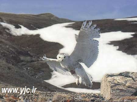 اخبار , اخبار گوناگون , خطرناکترین پرنده دنیا