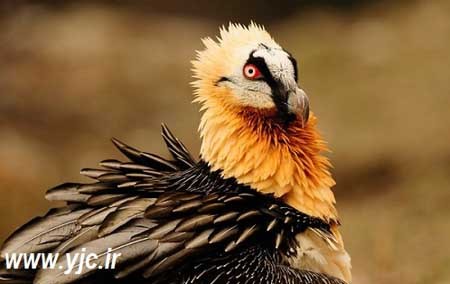 اخبار , اخبار گوناگون , خطرناکترین پرنده دنیا